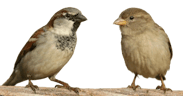 House Sparrow Song